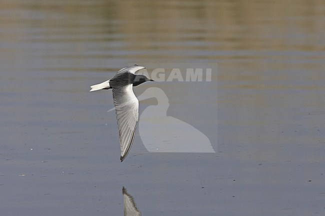 White-winged Tern adult summer-plumage flying, Witvleugelstern adult zomerkleed vliegend stock-image by Agami/Jari Peltomäki,