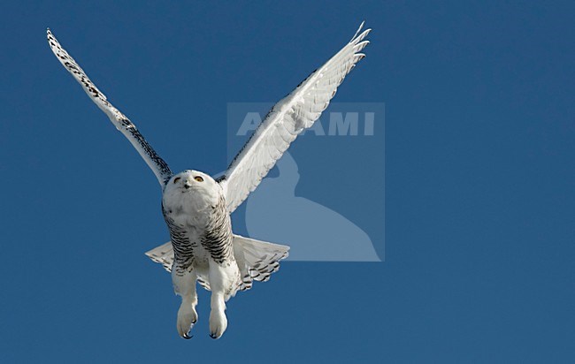 Opvliegende Sneeuwuil, Snowy Owl taking off stock-image by Agami/Markus Varesvuo,