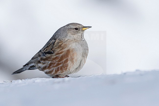 Alpine Accentor (Prunella collaris) sitting in a snow coverd moutain landscape in the swiss alps. stock-image by Agami/Marcel Burkhardt,