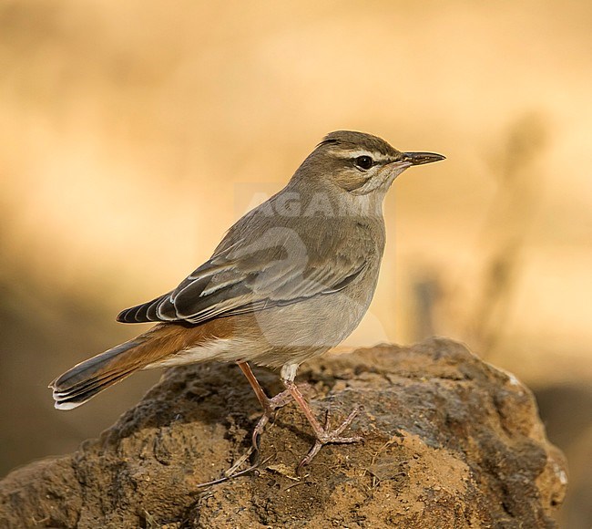 Rufous Bush-Chat - Heckensänger - Cercotrichas galactotes ssp. familiaris, Oman stock-image by Agami/Ralph Martin,