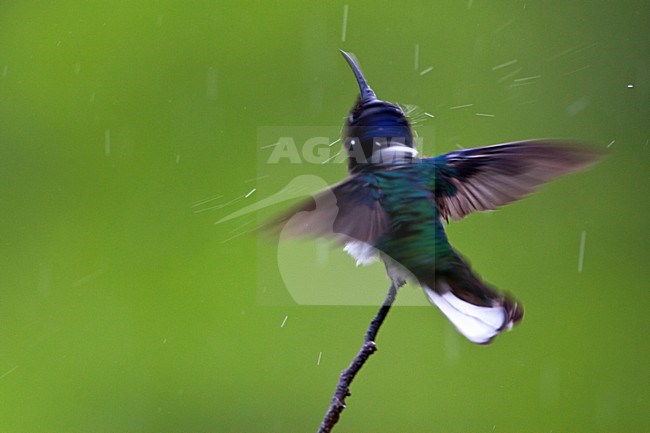 Witnekkolibrie zich wassend in de regen; White-necked Jacobin washing in the rain stock-image by Agami/Marc Guyt,