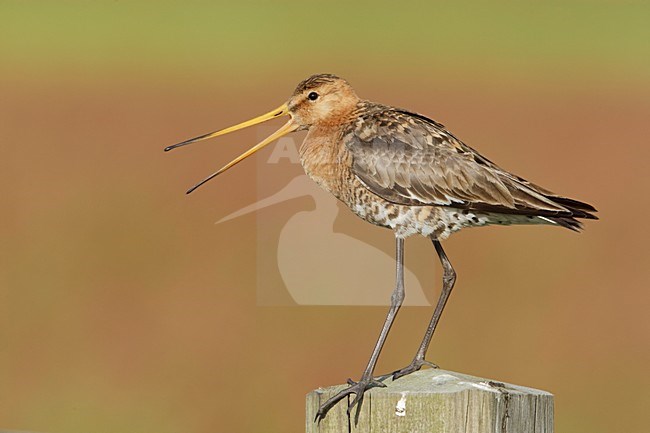 Grutto op paal in weiland; Black-tailed Godwit perched on a fench stock-image by Agami/Arie Ouwerkerk,