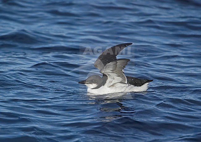 Kortbekzeekoet zwemmend, Thick-billed Murre swimming stock-image by Agami/Markus Varesvuo,