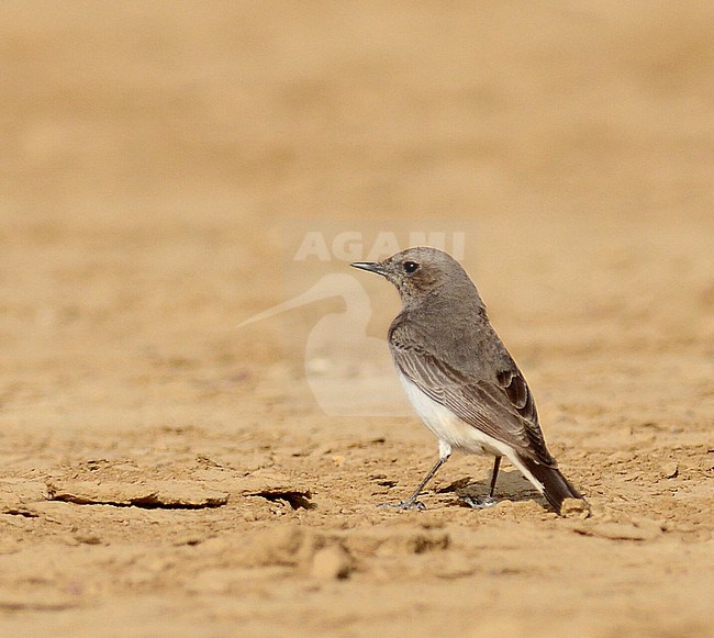 Wintering Variable Wheatear, Oenanthe picata, in India. stock-image by Agami/Laurens Steijn,