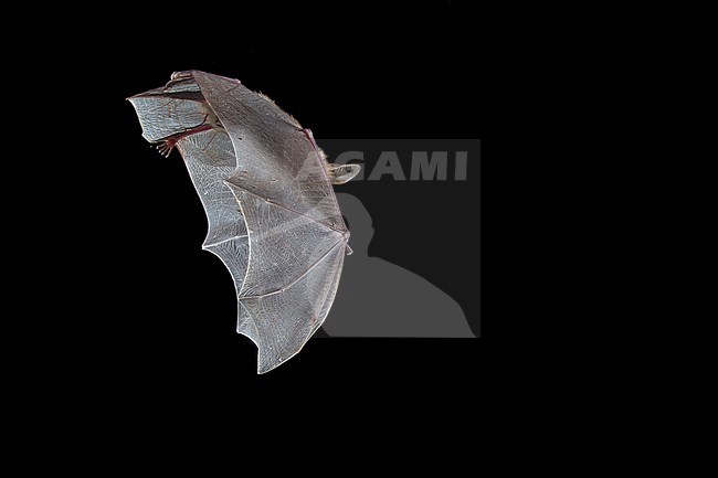Greater Mouse-Eared Bat foraging stock-image by Agami/Theo Douma,