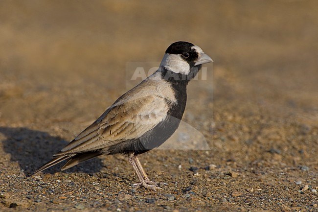 Allodola passero capinera; Black-crowned Finch-Lark; Eremopterix stock-image by Agami/Daniele Occhiato,