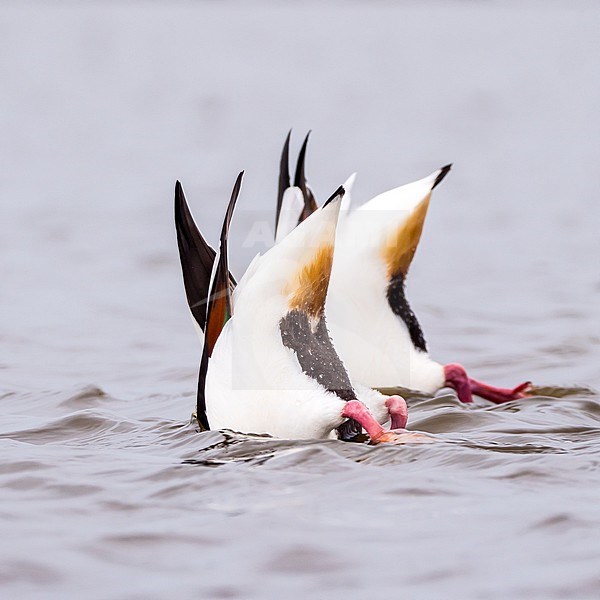 Two Common Shelducks (Tadorna tadorna) foraging under water in the Netherlands. stock-image by Agami/Hans Germeraad,