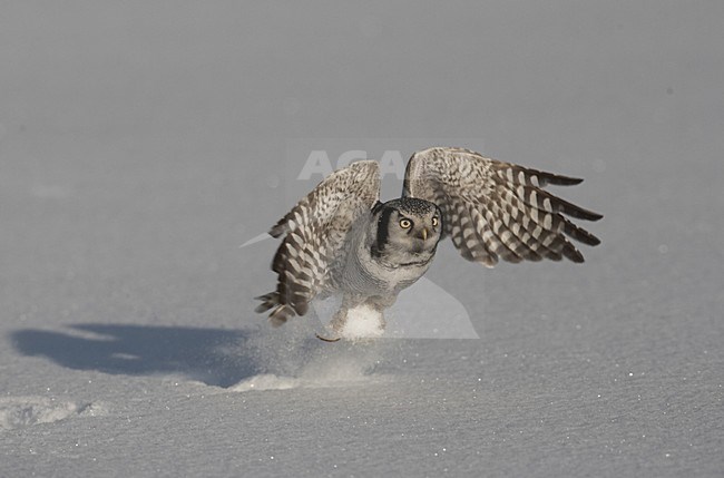 Northern Hawk Owl hunting; Sperweruil jagend stock-image by Agami/Jari Peltomäki,