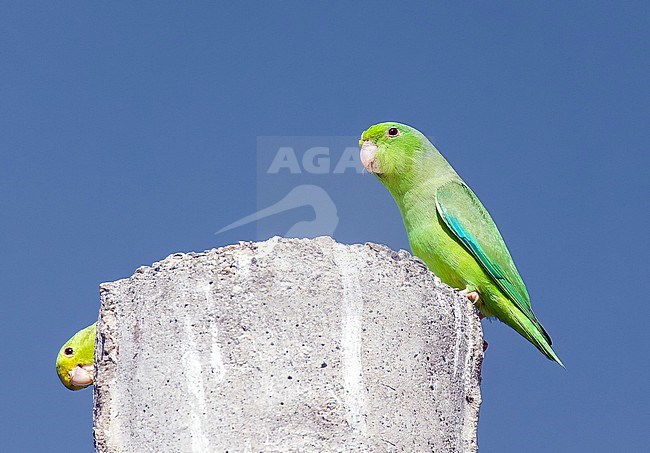 Green-rumped Parrotlet (Forpus passerinus) in Colombia. stock-image by Agami/Pete Morris,