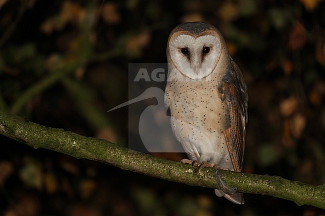 Kerkuil op een tak; Barn Owl on a branch stock-image by Agami/Chris van Rijswijk,