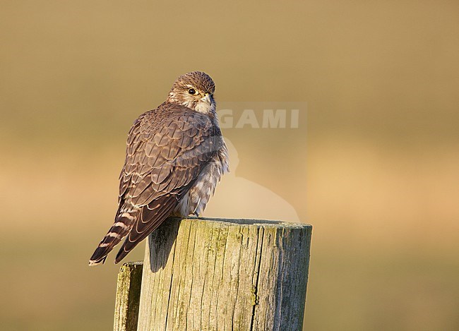 Smelleken; Merlin (Falco columbarius) stock-image by Agami/Arie Ouwerkerk,