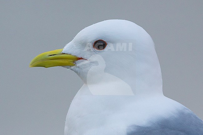 Mew Gull (Larus canus), adult close-up stock-image by Agami/Saverio Gatto,