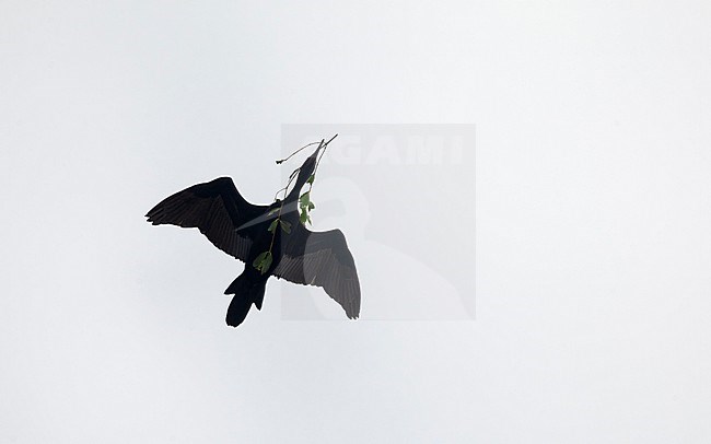 Indian Cormorant (Phalacrocorax fuscicollis) in flight with nes-material at Khok Kham, Thailand stock-image by Agami/Helge Sorensen,