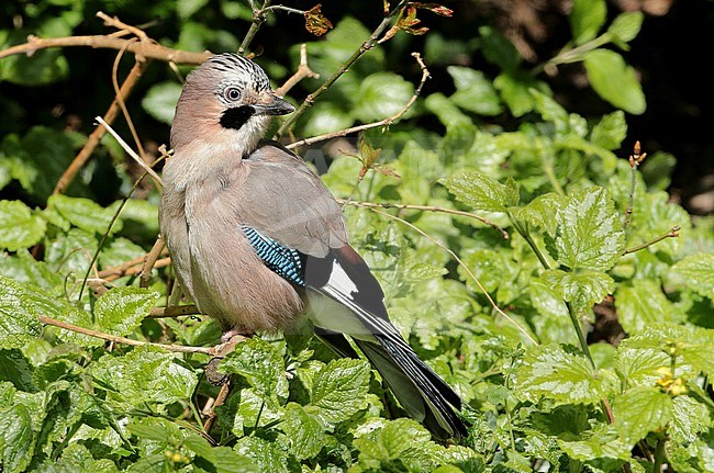 Eurasian Jay (Garrulus glandarius), adult sitting, seen from the side. stock-image by Agami/Fred Visscher,