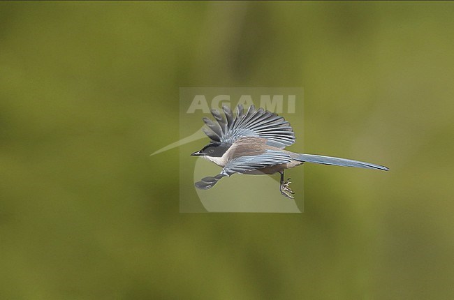 Iberian Magpie (Cyanopica cooki) single bird in flight at Sierra Morena, Andalusia, Spain stock-image by Agami/Helge Sorensen,