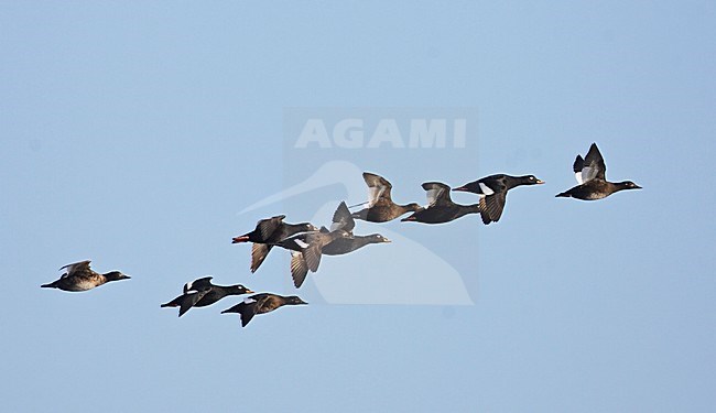 Groep Grote Zee-eenden op doortrek; Flock of Velvet Scoter (Melanita fusca) on migration UtÃ¶ Finland May 2014 stock-image by Agami/Markus Varesvuo,