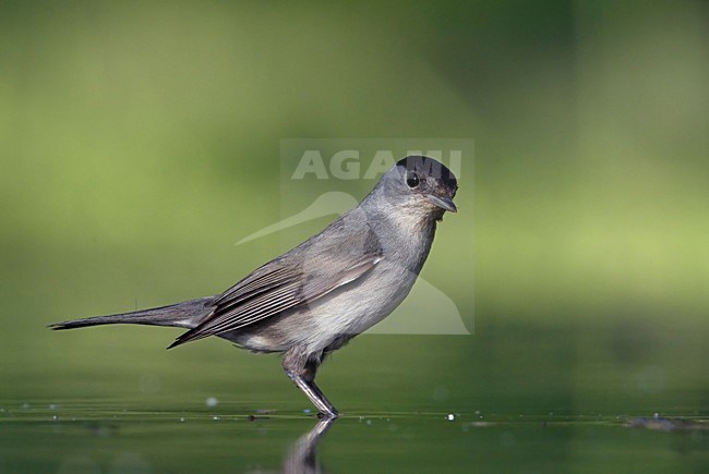 Zwartkop; Blackcap (Sylvia atricapilla) Hungary May 2008 stock-image by Agami/Markus Varesvuo / Wild Wonders,