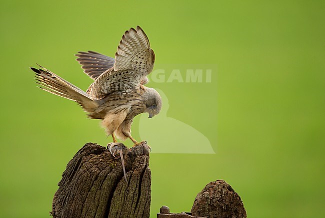 Torenvalk op paal met muis, Common Kestrel on pole with a mouse stock-image by Agami/Danny Green,