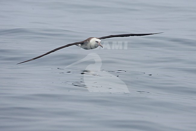 Laysanalbatros in vlucht; Laysan Albatross in flight stock-image by Agami/Martijn Verdoes,
