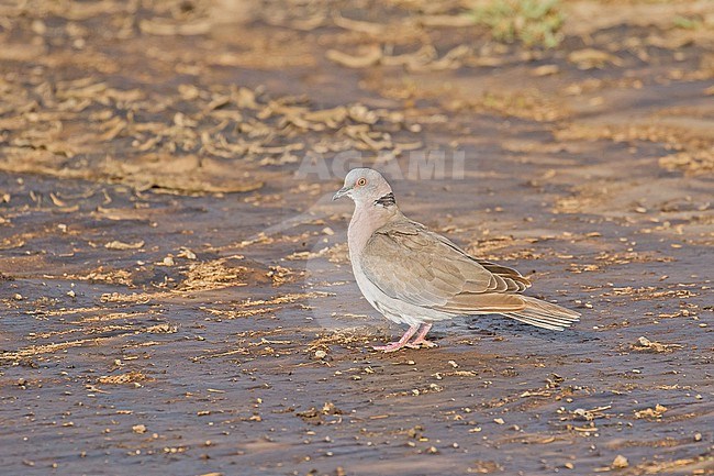 African mourning dove (Streptopelia decipiens) in Tanzania. Also known as mourning collared dove. stock-image by Agami/Pete Morris,