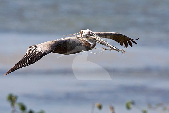 Bruine Pelikaan adult in vlucht met nest materiaal Mexico, Brown Pelican adult in flight with nesting material Mexico stock-image by Agami/Wil Leurs,