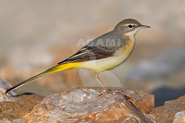 Grote Gele Kwikstaart staand op rots; Grey Wagtail perched on rock stock-image by Agami/Daniele Occhiato,