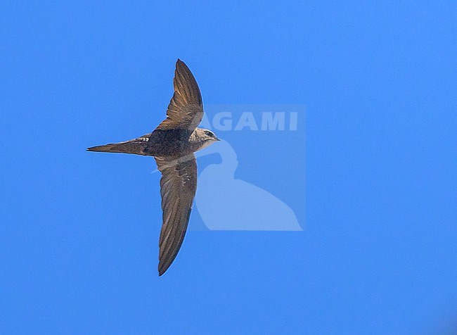 Forbes-Watson's Swift (Apus berliozi) in Oman. stock-image by Agami/Sylvain Reyt,