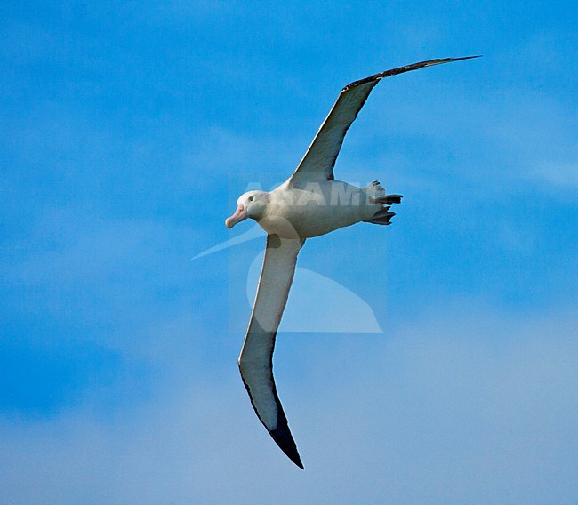 Grote Albatros vliegend; Snowy (Wandering) Albatross flying stock-image by Agami/Marc Guyt,