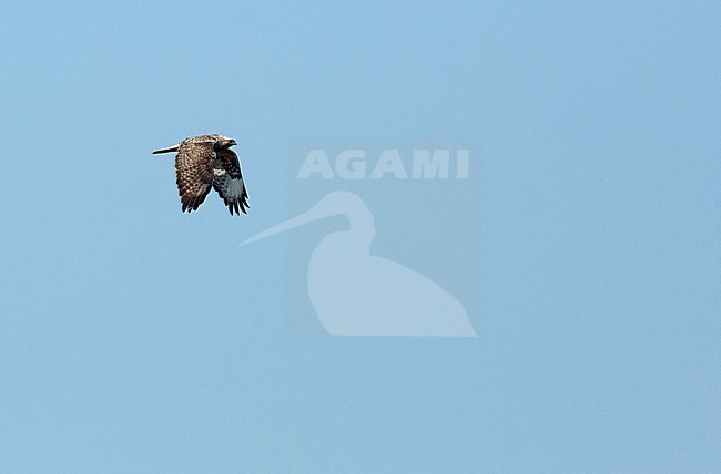 Flying Rough-legged Buzzard (Buteo lagopus) against a blue sky. stock-image by Agami/Edwin Winkel,