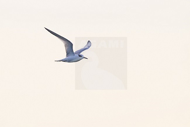 Sandwich tern, Sterna sandvicensis wintering in the Dutch delta. Adult in winter plumage flying by seen underside agains backlight of sunrise sky. stock-image by Agami/Menno van Duijn,