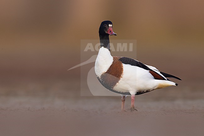 Common Shelduck (Tadorna tadorna) standing on mudflat in Italy. stock-image by Agami/Daniele Occhiato,