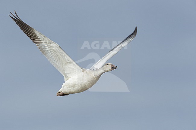 Juveniele witte vorm Sneeuwgans, Juvenile white morph Snow Goose stock-image by Agami/Brian E Small,