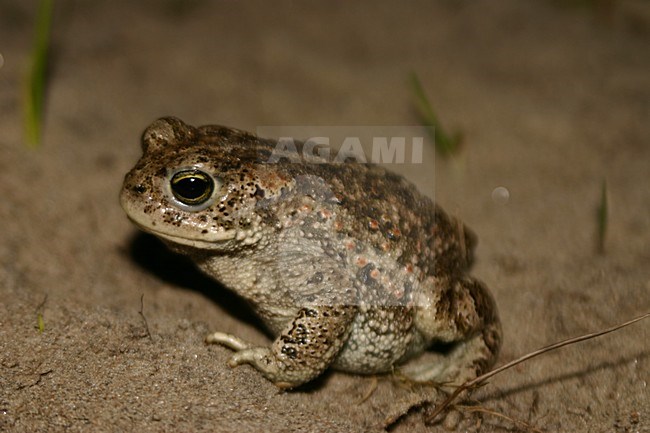 Volwassen Rugstreeppad; Adult Natterjack Toad stock-image by Agami/Menno van Duijn,