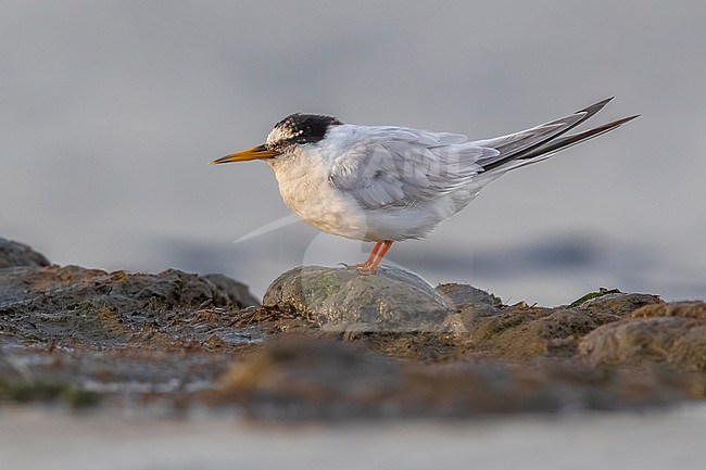 Adult Little Tern, Sternula albifrons, in Italy. Worn individual at end of summer. stock-image by Agami/Daniele Occhiato,