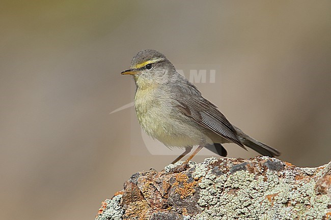 An adult male Sulphur-bellied Warbler (Phylloscopus griseolus) perching on a rock with liches in Yolin Am in eastern Altai Mountains in Mongolia stock-image by Agami/Mathias Putze,