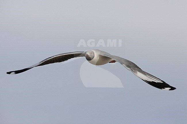 Volwassen Grijskopmeeuw in de vlucht; Adult Grey-headed Gull in flight stock-image by Agami/Jacques van der Neut,