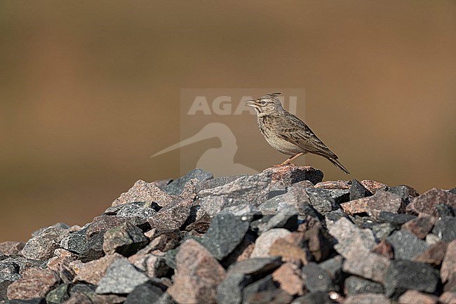 Singing adult male Crested Lark, Galerida cristata ssp. cristata on a stones at a creation site stock-image by Agami/Mathias Putze,