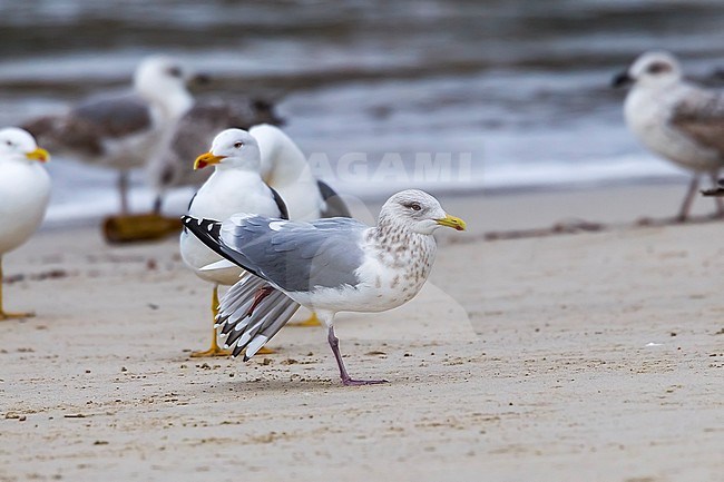 Adult Thayer's Gull named 'Cipriana' sitting on beach at San Cibrao, Lugo, Galicia, Spain. March 2013. stock-image by Agami/Vincent Legrand,