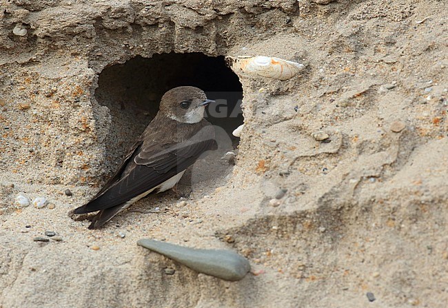 Oeverzwaluw zittend voor nest ingang; Sandmartin sitting in front of nest stock-image by Agami/Jacques van der Neut,