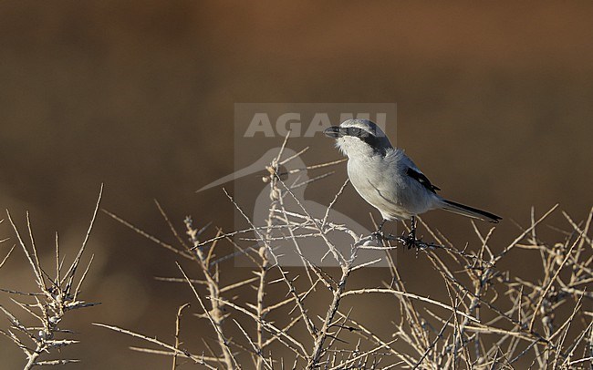 Great Grey Shrike (Lanius excubitor koenigi) perched adult at Fuerteventura, Canary Islands, Spain stock-image by Agami/Helge Sorensen,