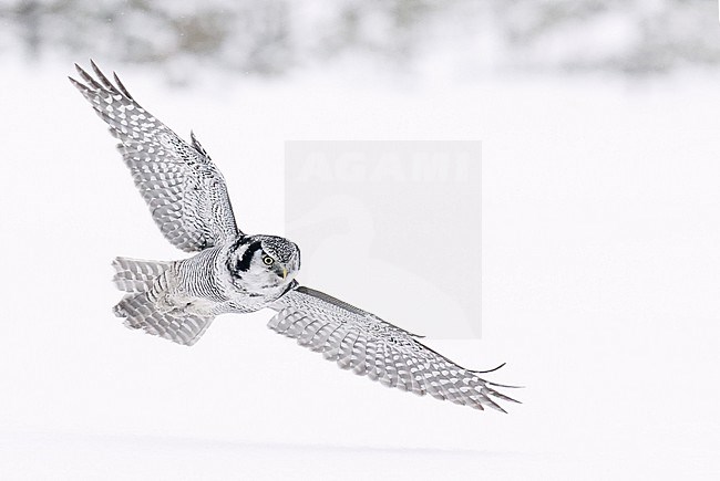 Hunting Northern Hawk Owl (Surnia ulula) in a white taiga forest in Finland during a cold winter. stock-image by Agami/Markus Varesvuo,