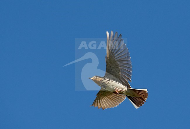 Volwassen Roodkeelpieper in de vlucht; Adult Red-throated Pipit in flight stock-image by Agami/Markus Varesvuo,