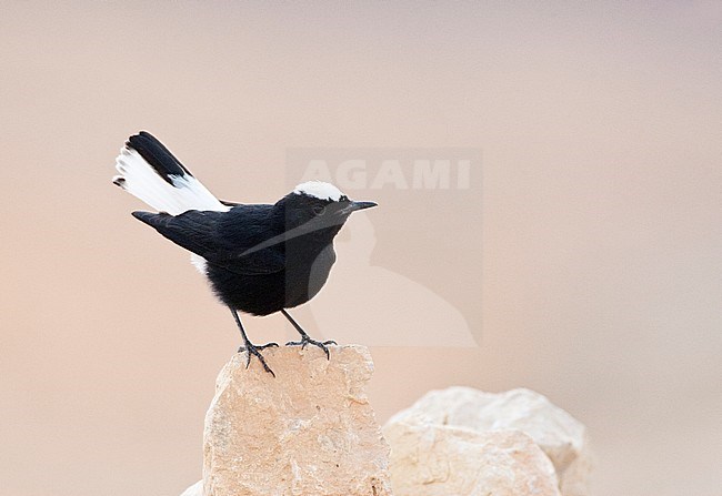 Witkruintapuit zittend op uitkijkpost; White-crowned Wheatear perched on lookout stock-image by Agami/Marc Guyt,