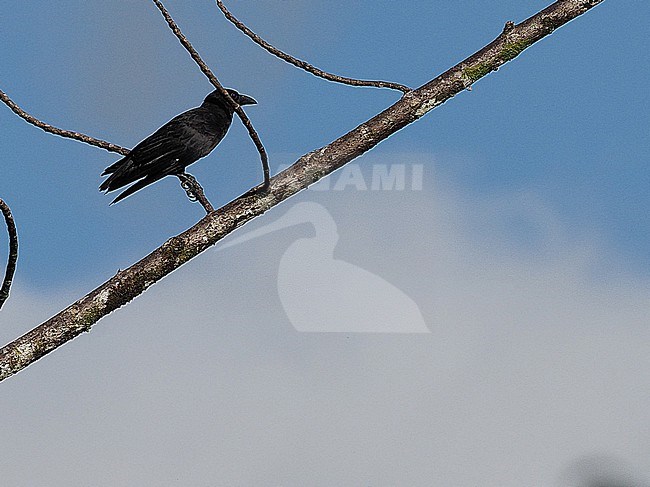 Seram crow (Euploea dentiplaga) in the Moluccas, Indonesia. stock-image by Agami/James Eaton,