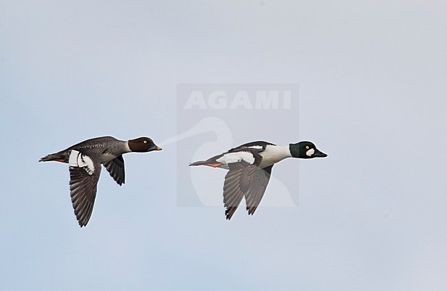 Paartje Brilduiker; Pair of Common Goldeneye, both female and male (Bucephala clangula) Ohtakari Finland April 2008 stock-image by Agami/Markus Varesvuo,