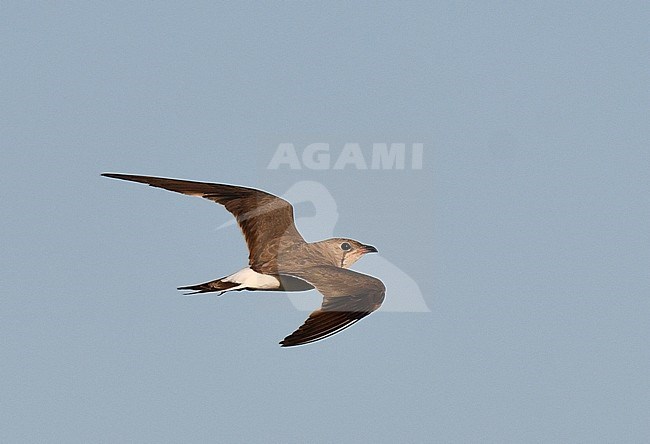 Adult Collared Pratincole (Glareola pratincola) during late summer or early autumn in Spain. stock-image by Agami/Laurens Steijn,