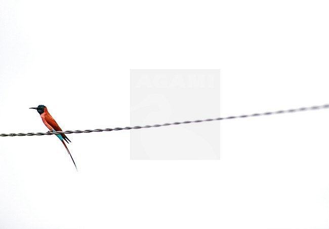 Noordelijke Karmijnrode Bijeneter zittend op een draad, Northern Carmine bee eater sitting on wire. stock-image by Agami/Marten van Dijl,