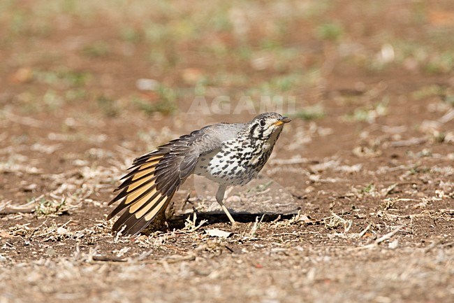 Groundscraper Thrush (Turdus litsitsirupa) standing on the ground in a safari camp in Kruger National Park in South Africa. Stretching wings. stock-image by Agami/Marc Guyt,