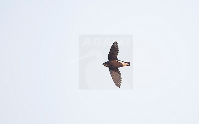 Silver-backed Needletail (Hirundapus cochinchinensis) in flight at Khao Yai National Park, Thailand stock-image by Agami/Helge Sorensen,