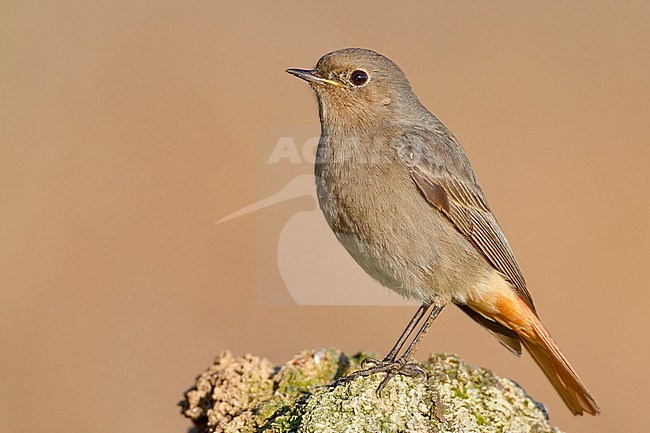 Black Redstart, Female standing on a rock, Campania, Italy, (Phoenicurus ochruros) stock-image by Agami/Saverio Gatto,